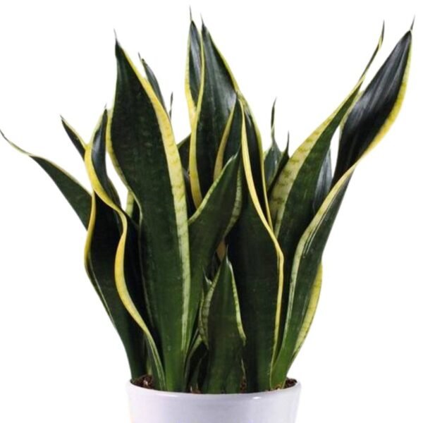 Sansevieria Trifasciata Black Gold (Snake Plant) – Succulent Plant