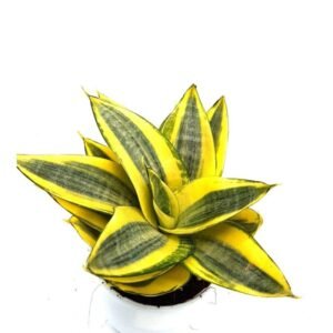 Sansevieria Trifasciata (Golden Hahnii) - Snake Plant