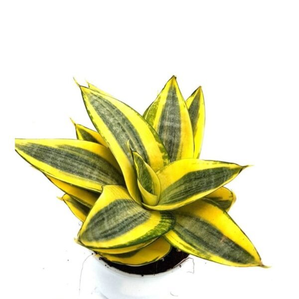 Sansevieria Trifasciata (Golden Hahnii) – Snake Plant