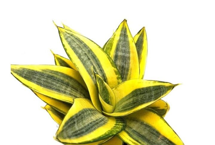 Sansevieria Trifasciata (Golden Hahnii) - Snake Plant