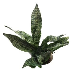 Sansevieria Trifasciata (Green) - Snake Plant