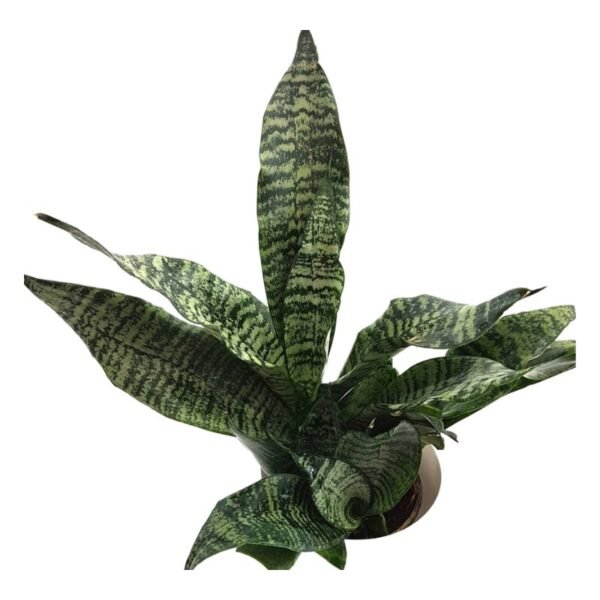 Sansevieria Trifasciata (Green) – Snake Plant