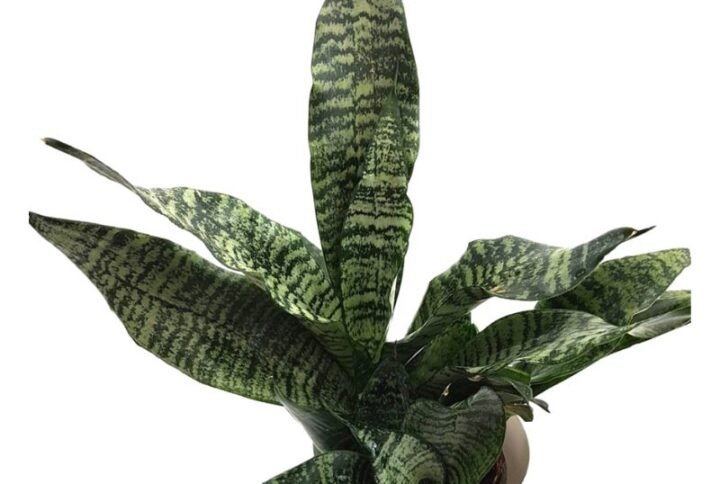 Sansevieria Trifasciata (Green) - Snake Plant