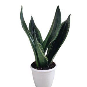 Sansevieria Whitney