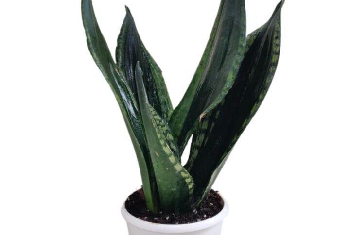 Sansevieria Whitney