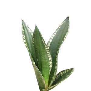 Sansevieria Whitney - Snake Plant