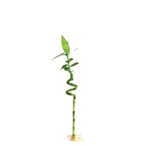 Spiral Stick Lucky Bamboo Stick