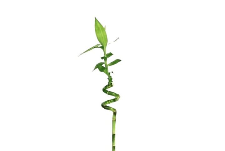 Spiral Stick Lucky Bamboo Stick