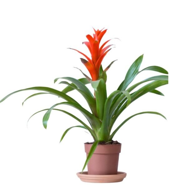 Guzmania (Pink) – Plant