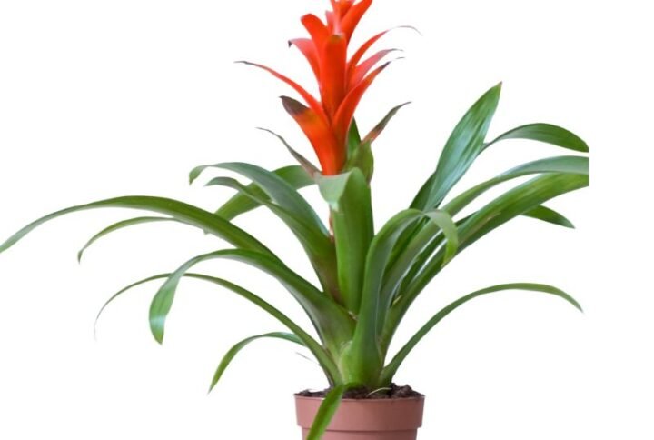 guzmania