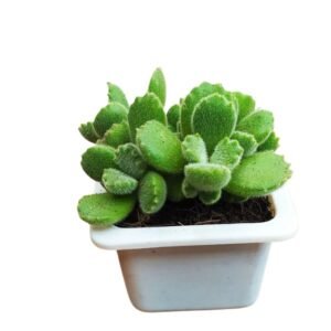 Cotyledon Tomentosa 'Bear Paw' Succulent Plant