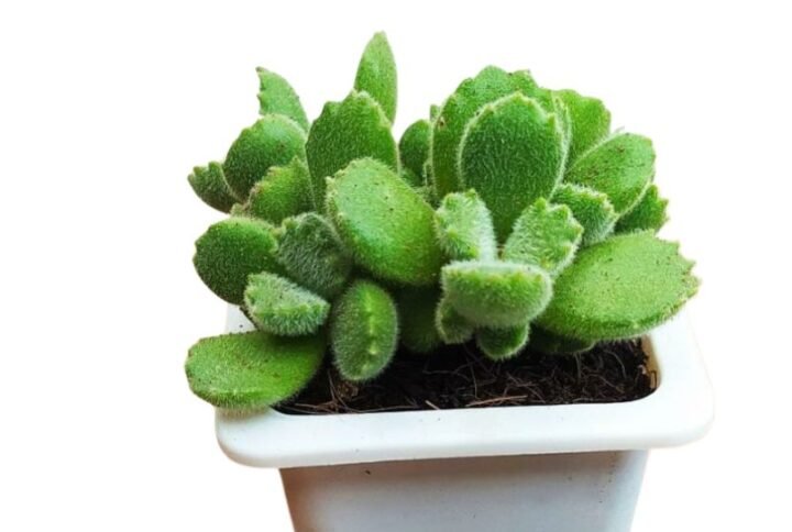 Cotyledon Tomentosa 'Bear Paw' Succulent Plant