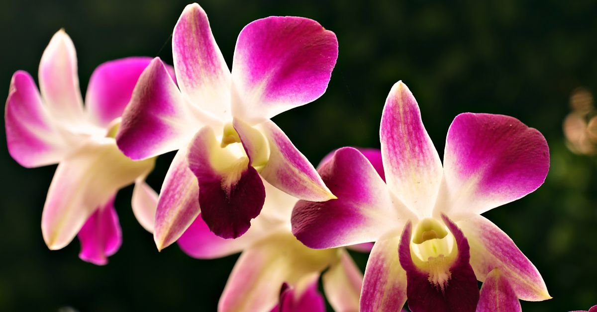 Dendrobium Orchids