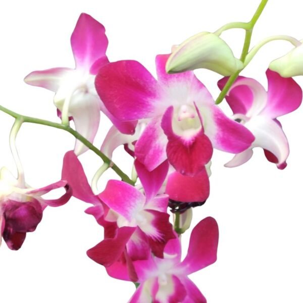 Dendrobium Orchids – Plant