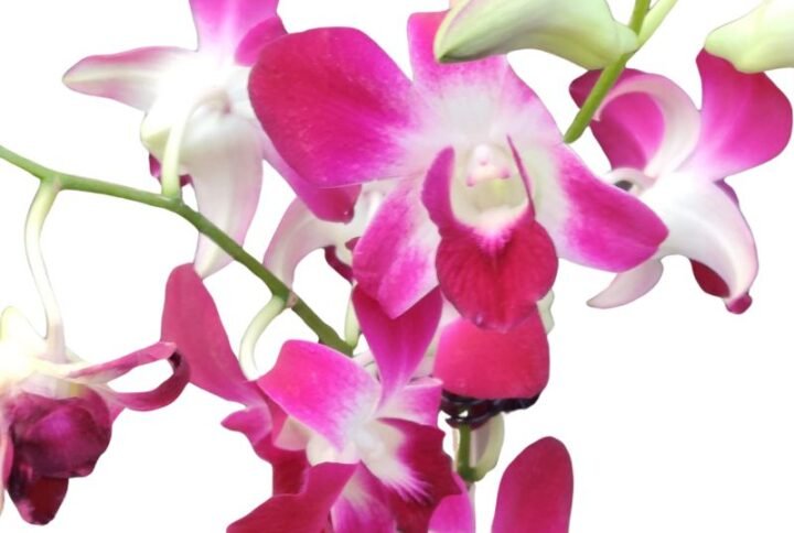 Dendrobium Orchids