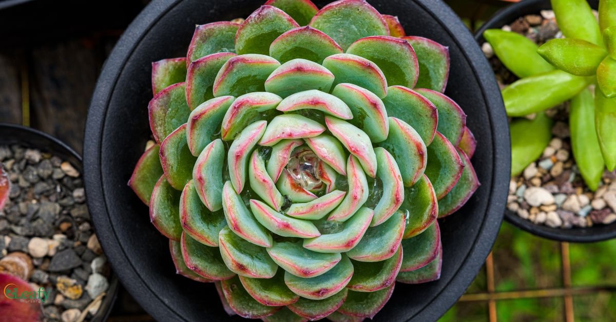 Echeveria Pulidonis