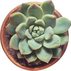 Echeveria Pulidonis