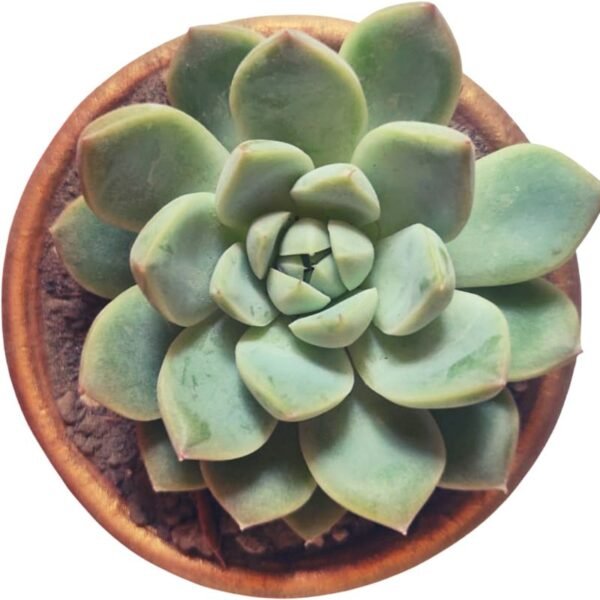 Echeveria Pulidonis – Succulents