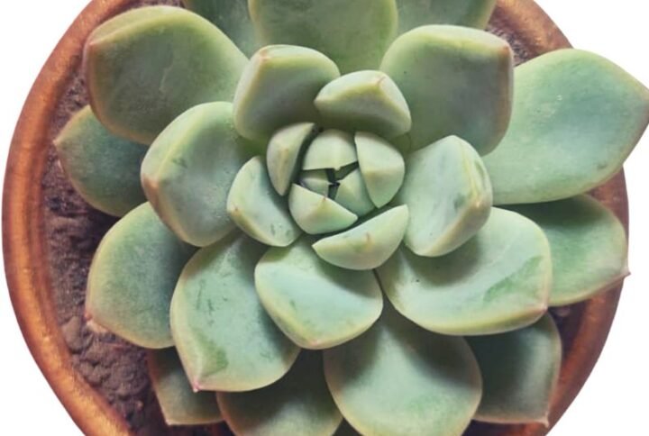 Echeveria Pulidonis