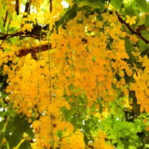 Cassia fistula