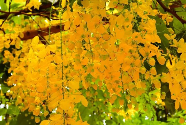 Cassia fistula