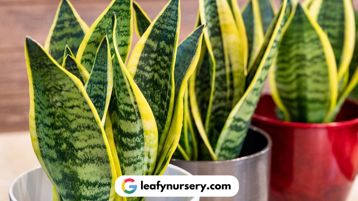 10 Benefits of Snake Plant