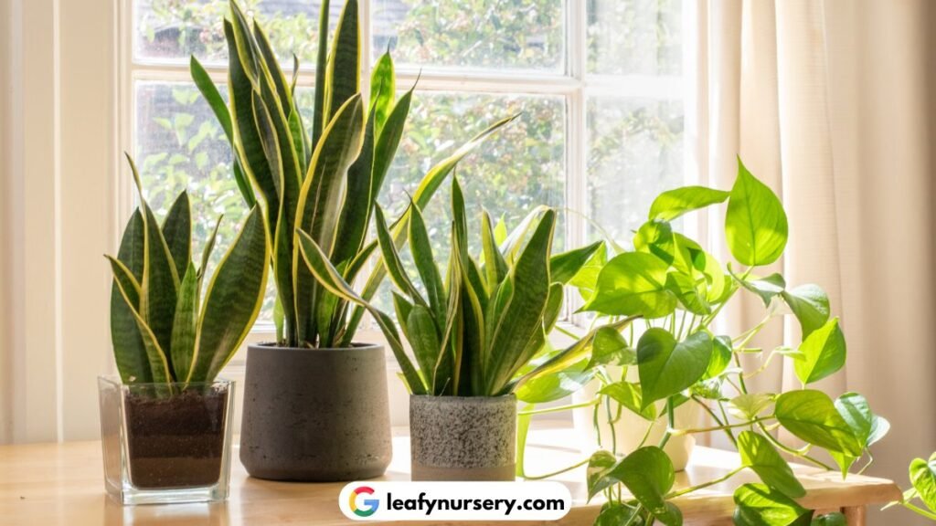 Snake Plants