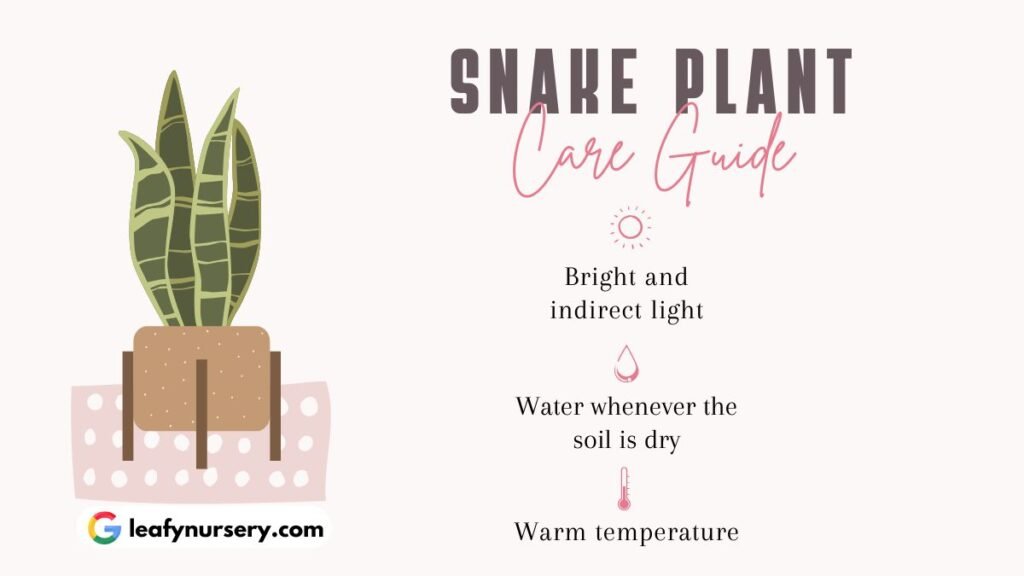 Snake Plants care