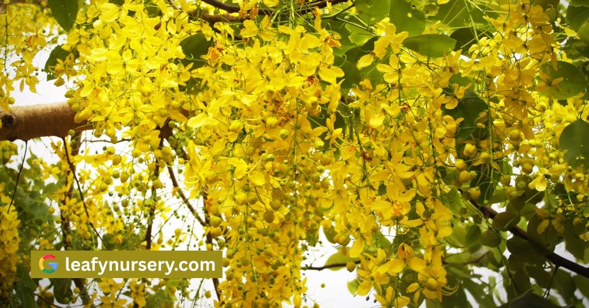 Amaltas Tree