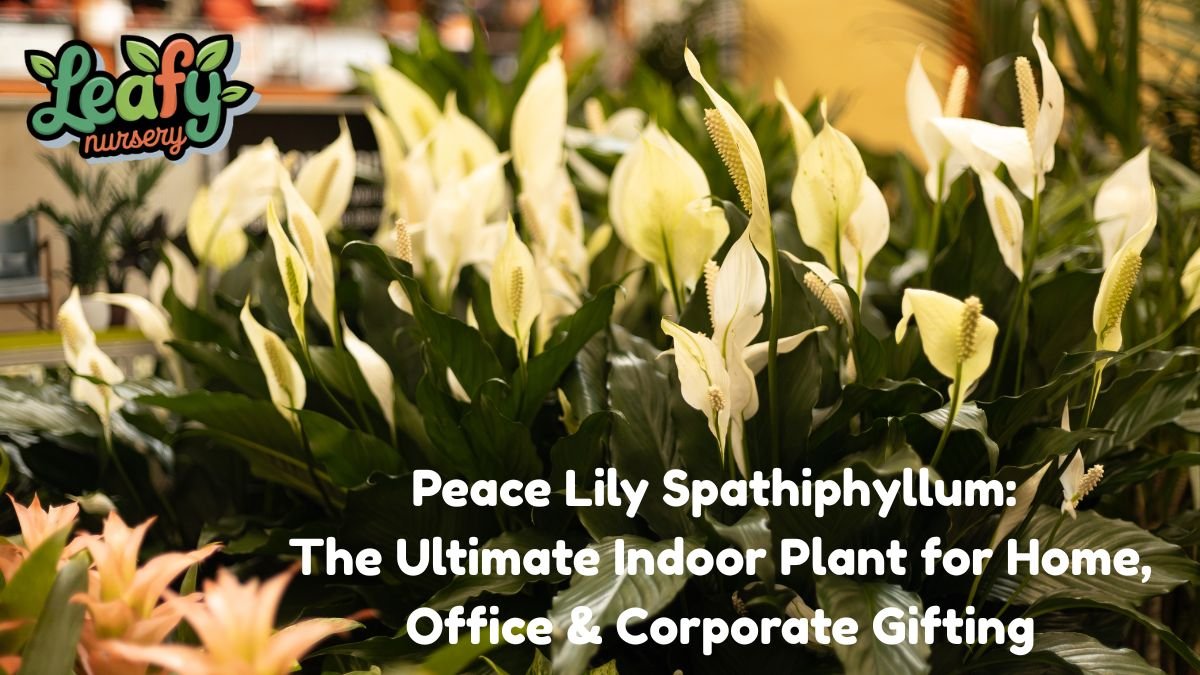 Peace Lily Spathiphyllum
