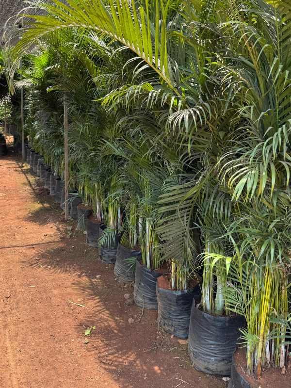 areca palm indoor
