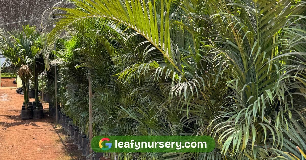 areca palm
