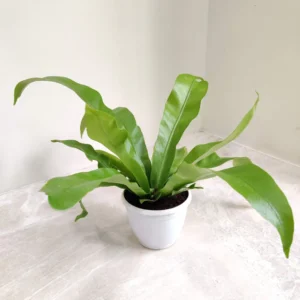 Bird Nest Fern Plant