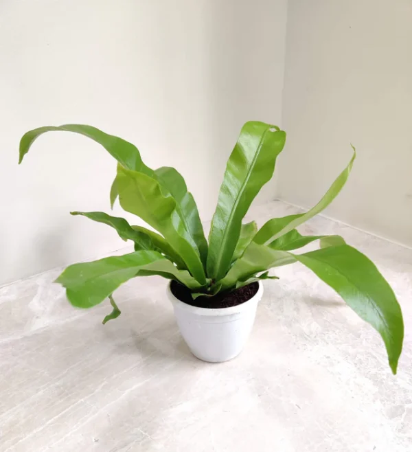 Bird Nest Fern Plant