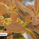 Discover the Charoli Tree (Buchanania lanzan): Benefits, Uses, and How to Grow It