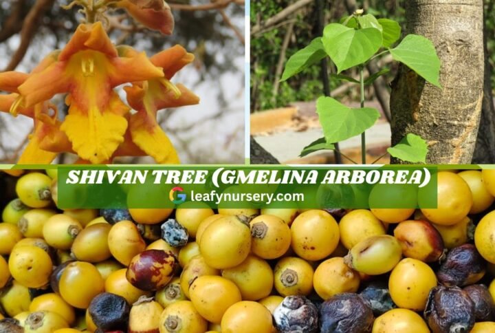 Shivan Tree (Gmelina arborea)