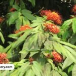 Sita Ashoka Tree: Growing Tips and Healing Benefits in Western India
