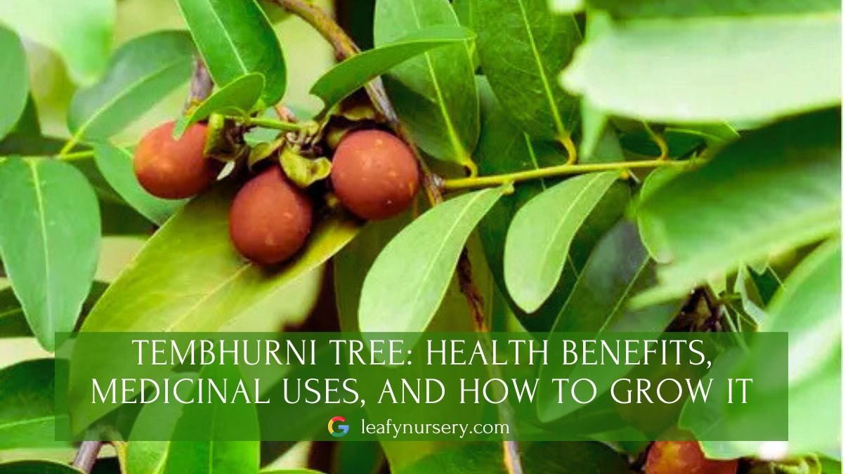 Tembhurni Tree
