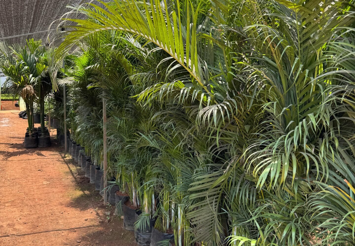 Plants nursery
