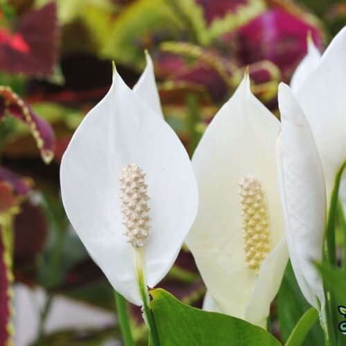 Peace Lily Care After Purchase: 8 Steps for a Healthy, Happy Plant (With Vastu Tips)