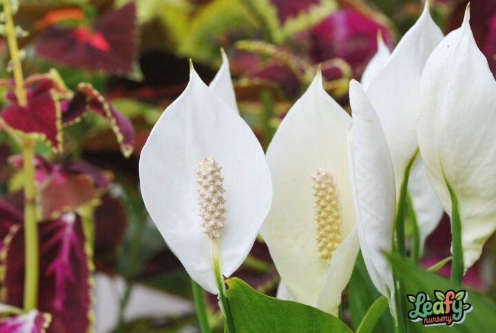 peace lily care