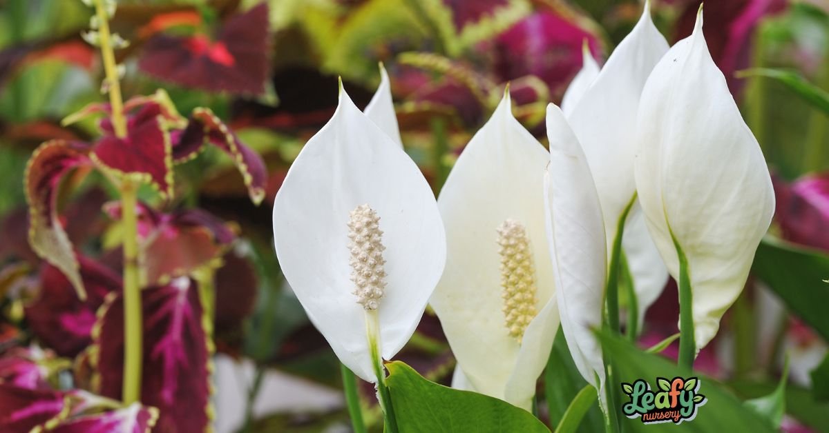 peace lily care