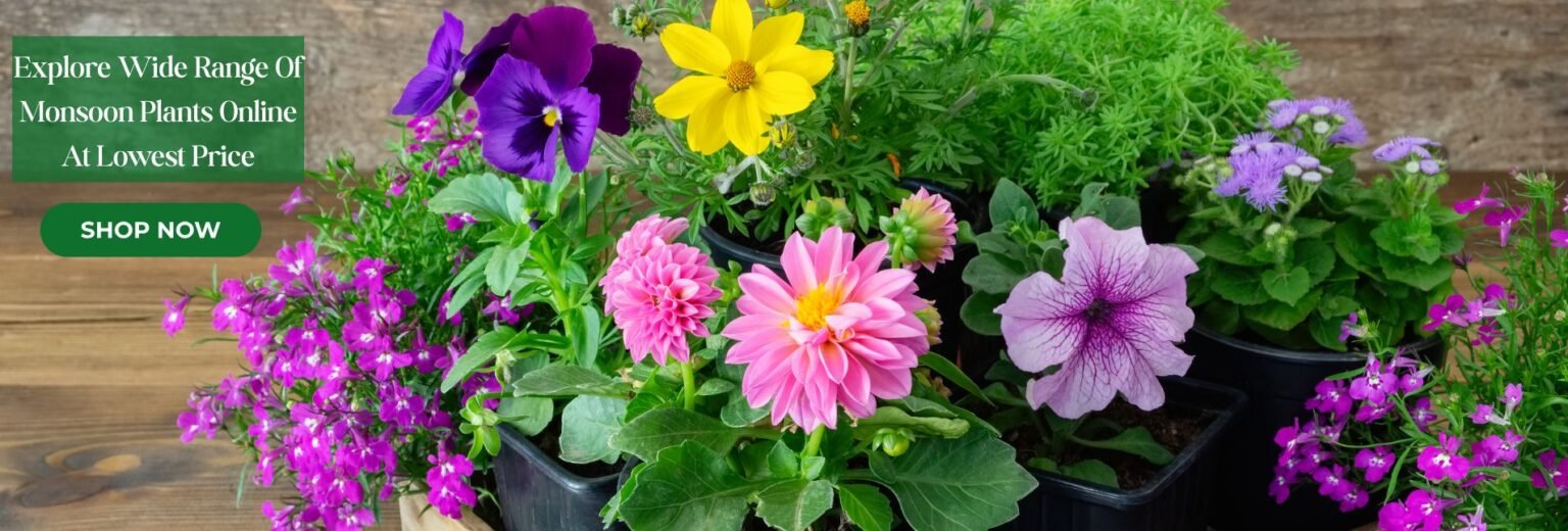 plants nursery